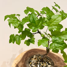 Load image into Gallery viewer, Trident Maple