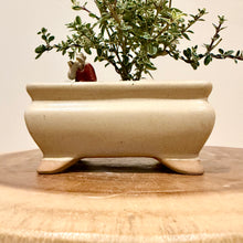 Load image into Gallery viewer, Variegated Serissa Snow Rose