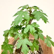 Load image into Gallery viewer, Field Maple