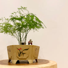Load image into Gallery viewer, Asparagus Fern
