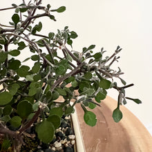 Load image into Gallery viewer, Corokia Cotoneaster