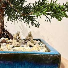 Load image into Gallery viewer, Shimpaku Juniper
