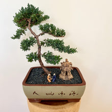 Load image into Gallery viewer, Juniper Squamata (Large)