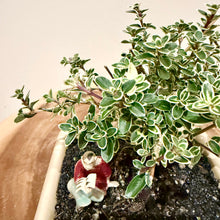 Load image into Gallery viewer, Variegated Serissa Snow Rose