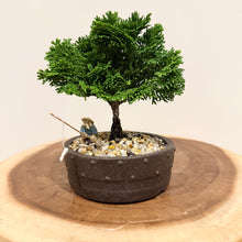 Load image into Gallery viewer, Hinoki Cypress