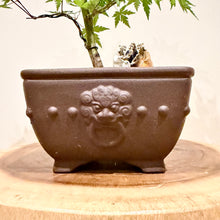 Load image into Gallery viewer, Japanese Maple