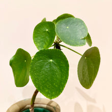 Load image into Gallery viewer, Chinese Money Plant