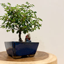 Load image into Gallery viewer, Chinese Elm