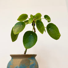 Load image into Gallery viewer, Chinese Money Plant