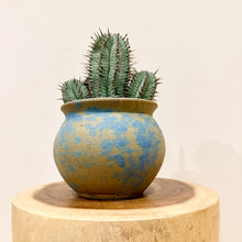 Load image into Gallery viewer, Euphorbia Polygona