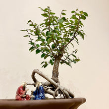 Load image into Gallery viewer, Chinese Elm