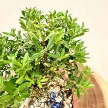 Load image into Gallery viewer, Buxus Harlandii