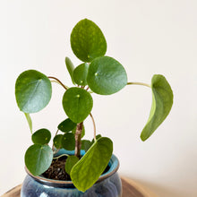 Load image into Gallery viewer, Chinese Money Plant