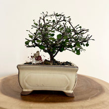 Load image into Gallery viewer, Corokia Cotoneaster