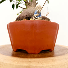 Load image into Gallery viewer, Ficus Bonsai