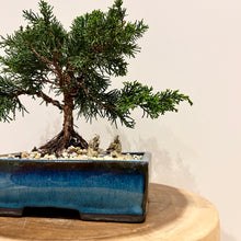 Load image into Gallery viewer, Shimpaku Juniper