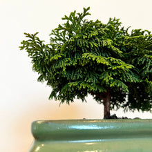 Load image into Gallery viewer, Hinoki Cypress
