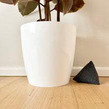 Load image into Gallery viewer, Ficus Ruby