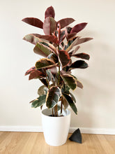 Load image into Gallery viewer, Ficus Ruby