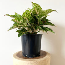 Load image into Gallery viewer, Aglaonema Night Sparkle
