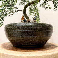 Load image into Gallery viewer, Acacia Howittii