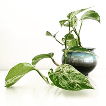 Load image into Gallery viewer, Transmutation Glaze Pots - Small