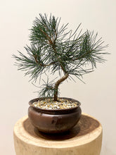Load image into Gallery viewer, Japanese Black Pine
