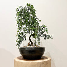 Load image into Gallery viewer, Acacia Howittii