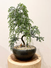 Load image into Gallery viewer, Acacia Howittii