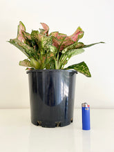 Load image into Gallery viewer, Red Aglaonema (Chinese Evergreen)