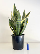 Load image into Gallery viewer, Sansevieria Superba