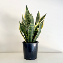 Load image into Gallery viewer, Sansevieria Superba