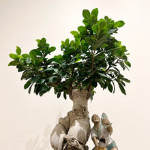 Load image into Gallery viewer, XL Buddha Belly Bonsai with Fisherman