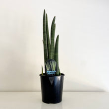 Load image into Gallery viewer, XL Sanseveria Cylindrica