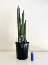Load image into Gallery viewer, XL Sanseveria Cylindrica