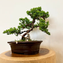 Load image into Gallery viewer, Juniper Squamata
