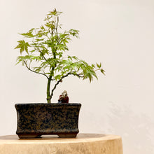 Load image into Gallery viewer, Japanese Maple
