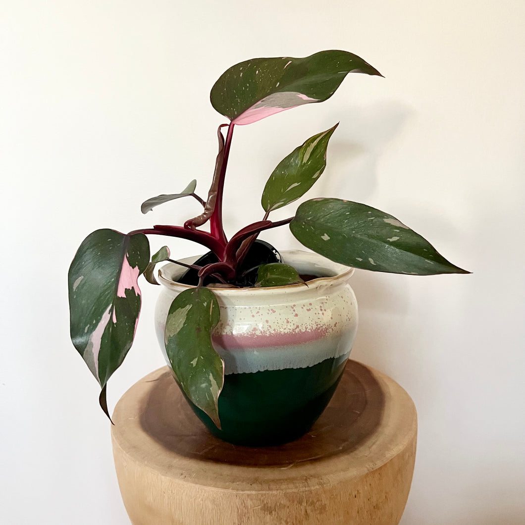 Philodendron Pink Princess