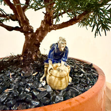 Load image into Gallery viewer, Shimpaku Juniper
