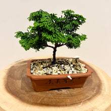 Load image into Gallery viewer, Hinoki Cypress
