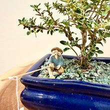 Load image into Gallery viewer, Variegated Serissa Snow Rose
