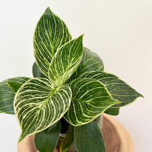 Load image into Gallery viewer, Philodendron Birkin
