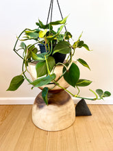 Load image into Gallery viewer, Philodendron Brazil
