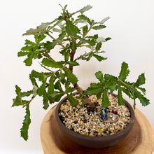 Load image into Gallery viewer, Banksia Serrata
