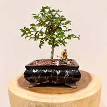 Load image into Gallery viewer, Chinese Elm
