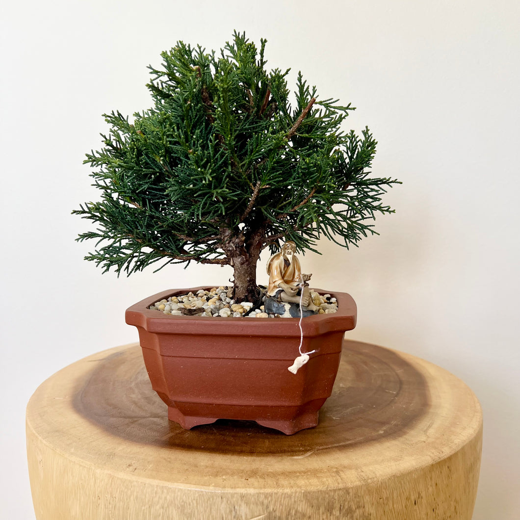 Shimpaku Juniper