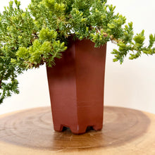 Load image into Gallery viewer, Cascading Juniper
