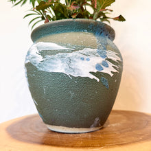 Load image into Gallery viewer, Parlour Palm Garden Mix
