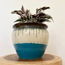 Load image into Gallery viewer, Calathea White Fusion
