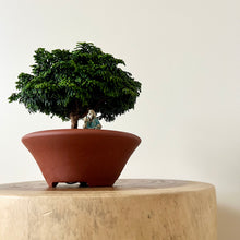 Load image into Gallery viewer, Dwarf Hinoki Cypress
